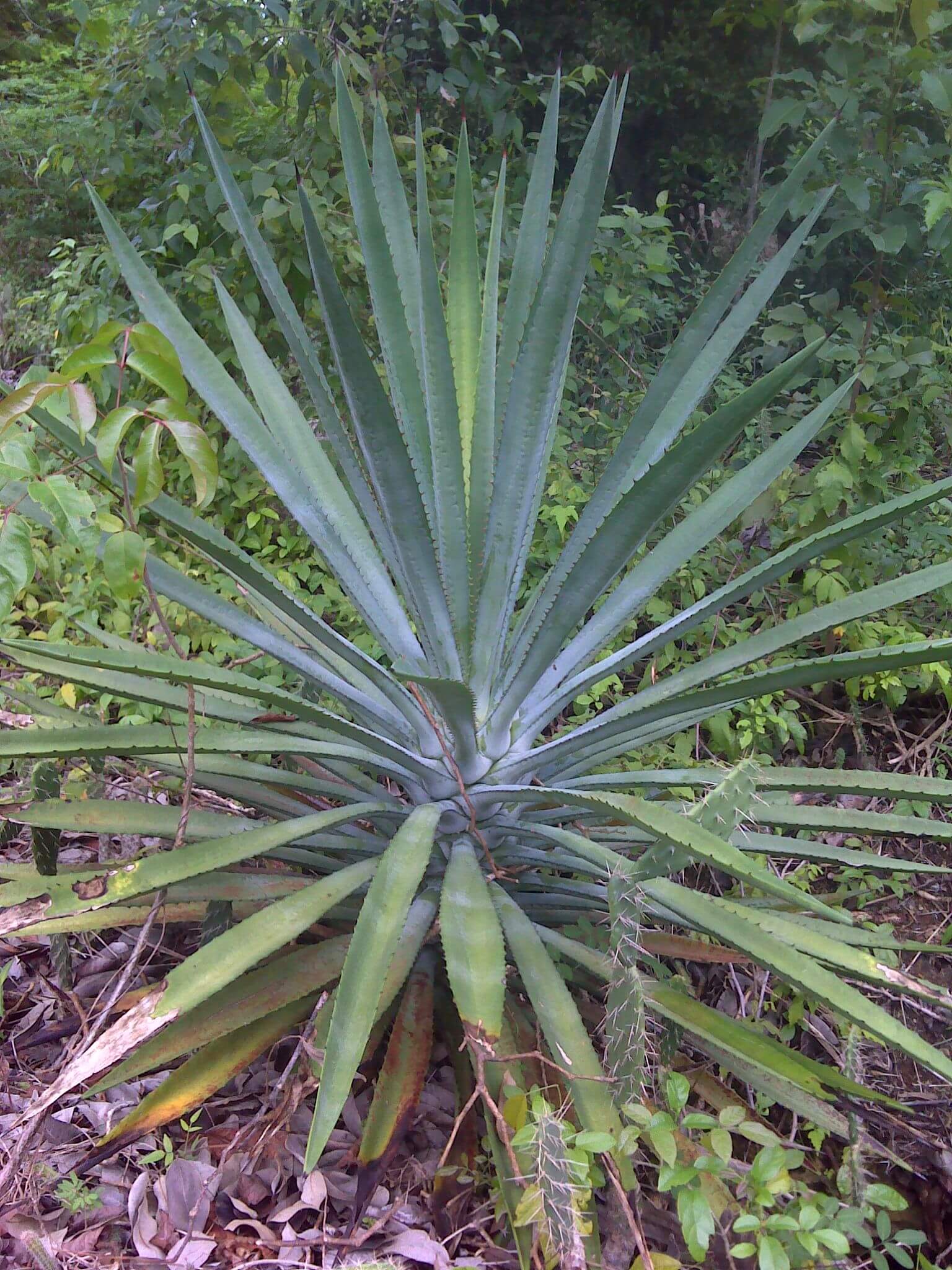 Agave fourcroydes 